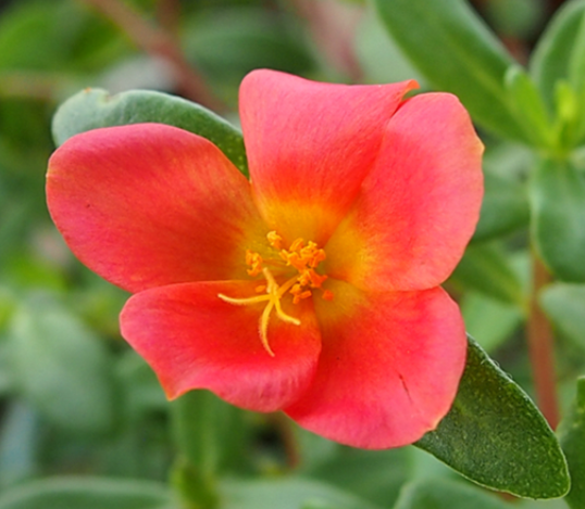 太阳花适合什么季节种