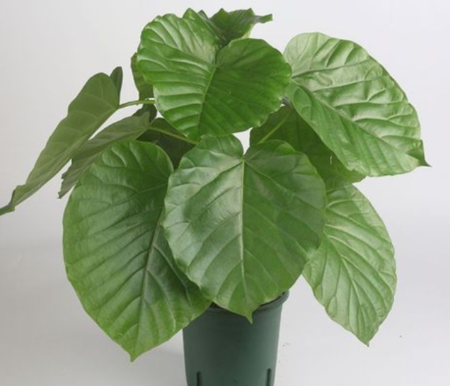 大花盆适合种什么植物