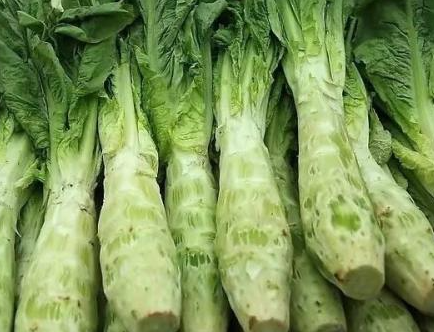 立秋后适合种什么菜