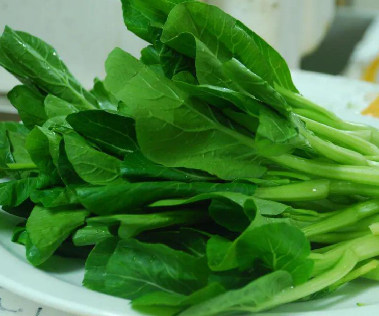 这个时候适合种什么菜