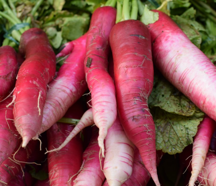 可乐瓶适合种什么菜