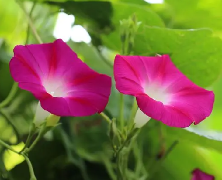 8月适合种什么植物