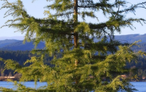 东北庭院适合种什么树