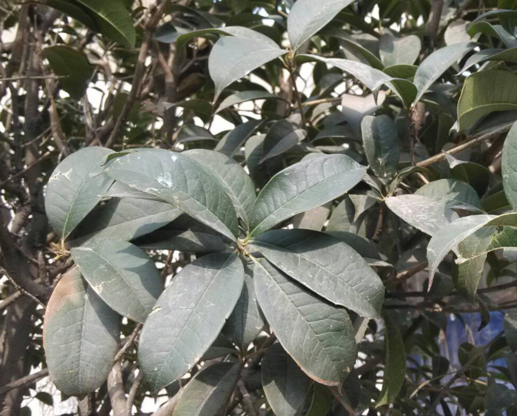 桂花树不长叶子怎么办