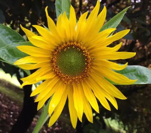 小朋友适合种什么植物