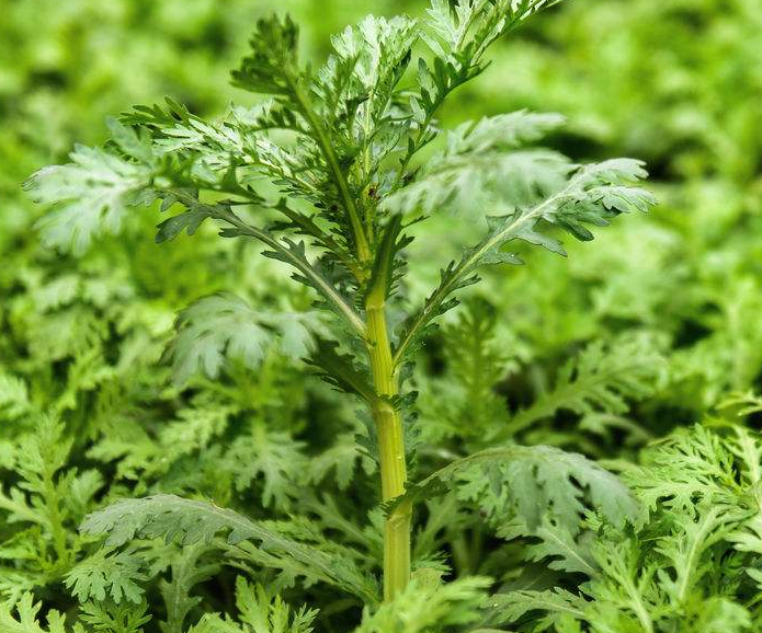 树底下适合种什么菜