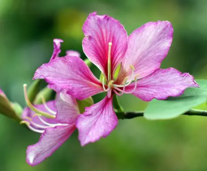 陶瓷盆适合种什么花