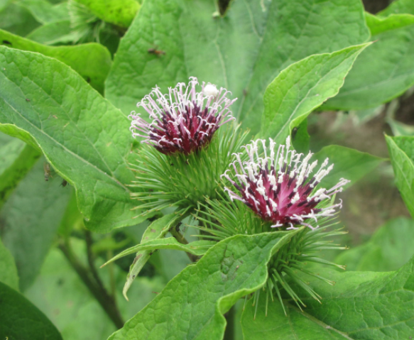 高深盆适合种什么植物