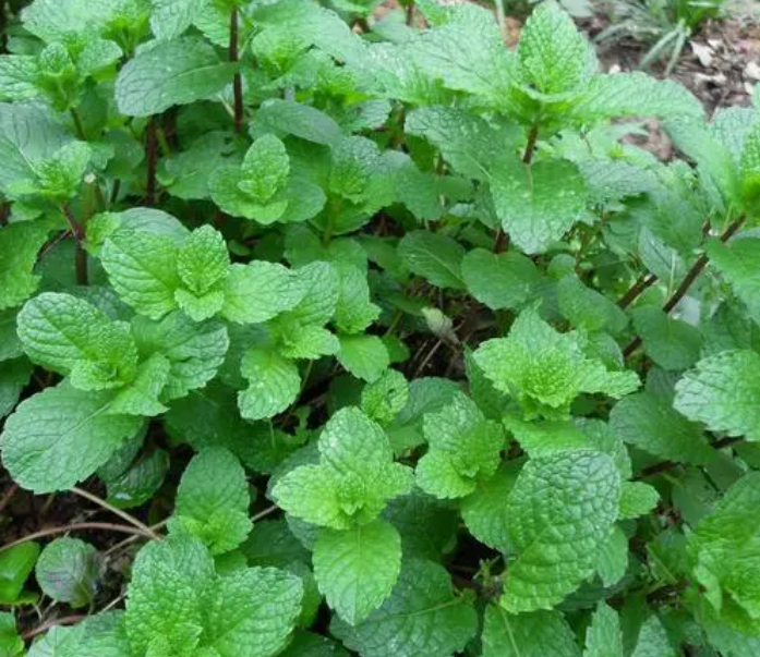 薄荷适合什么时候种