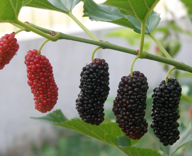 什么地方适合种桑树