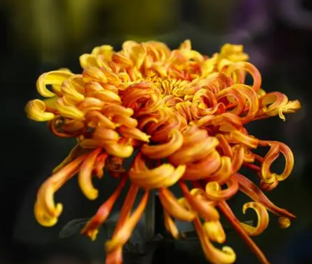 北方秋天适合种什么花