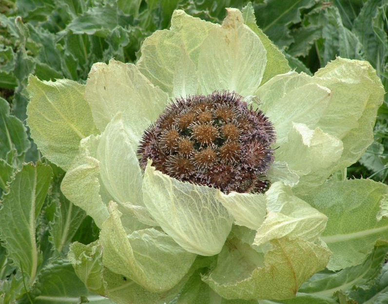 秋冬天适合种什么花