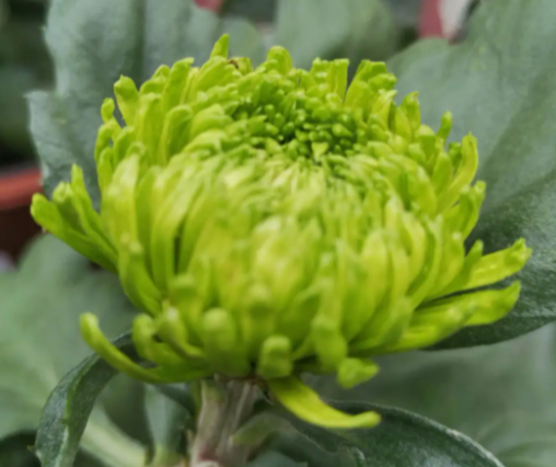 秋天适合种什么植物呢