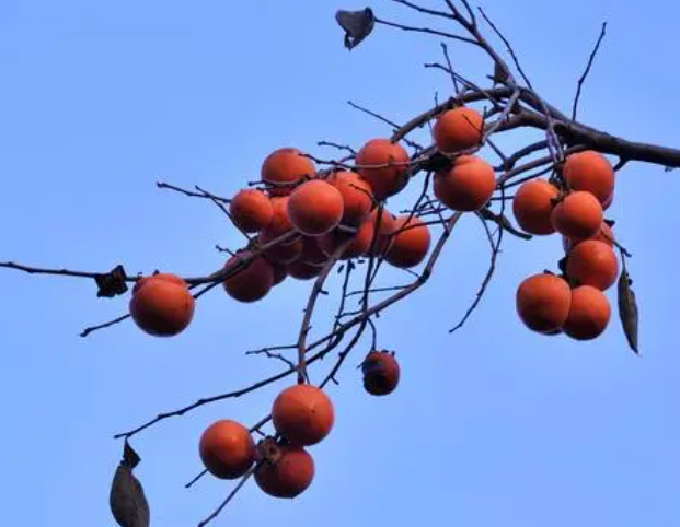 房子后面适合种什么树