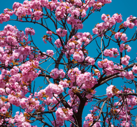 围墙外适合种什么树