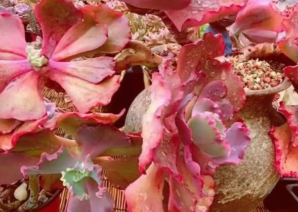 夏天适合种什么多肉