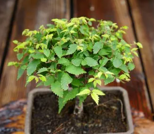 大花盆适合种什么树