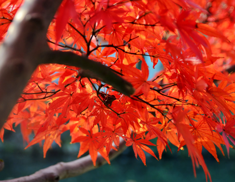 河南庭院适合种什么树