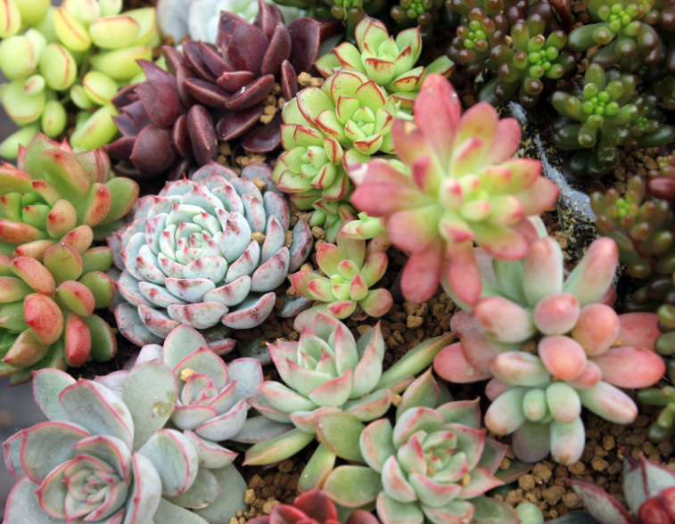 阳台上适合种什么花草