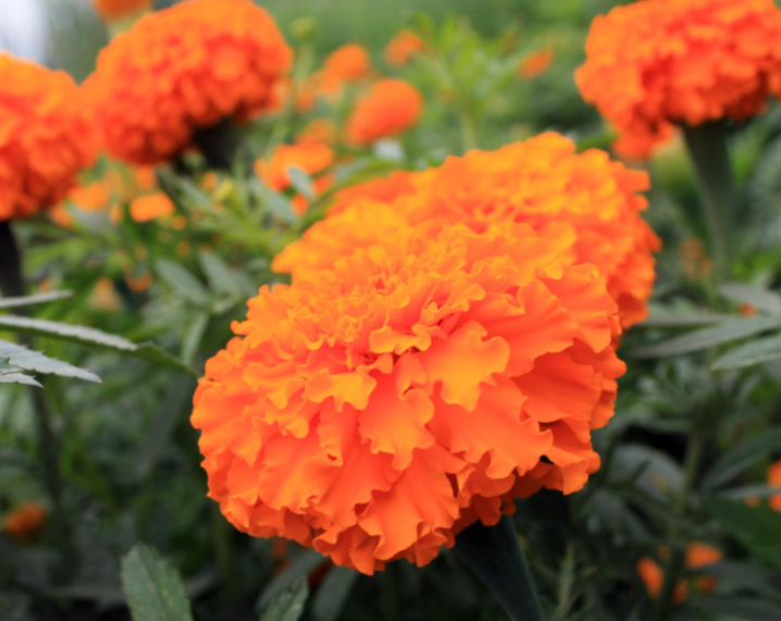 秋天适合种什么花种子