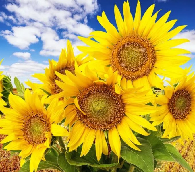 春季适合种什么花种子