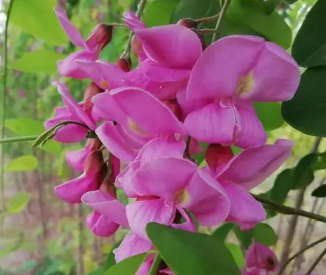 石家庄适合种什么树