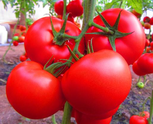 阳台上适合种什么蔬菜