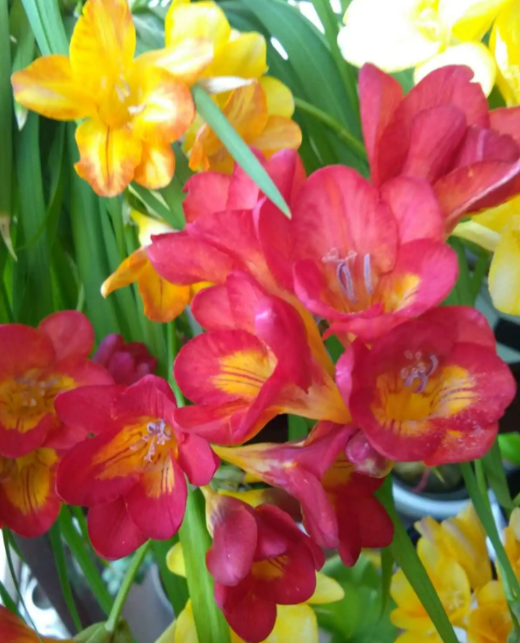 香水兰开完花怎么办
