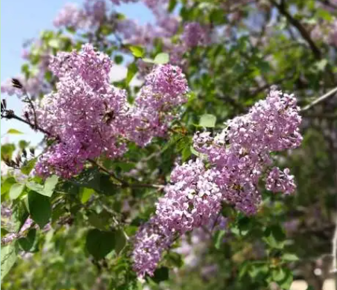 家门前适合种什么树