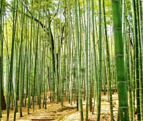 坟上适合种什么草