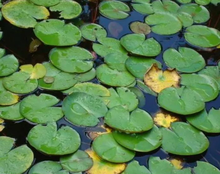 龟池适合种什么植物