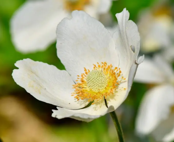 大树下适合种什么植物