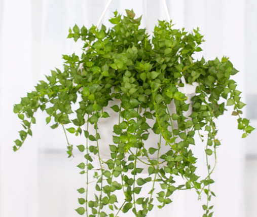 细高花盆适合种什么花