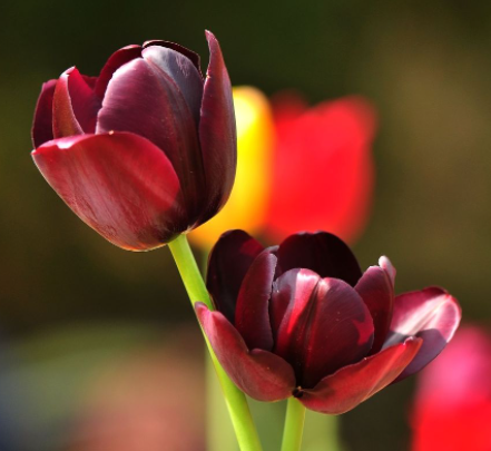 春天阳台适合种什么花