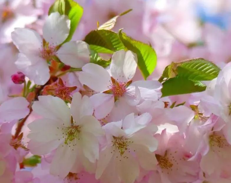 房子门前适合种什么树