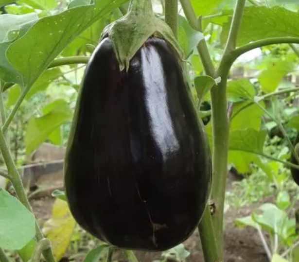 广东秋天适合种什么菜