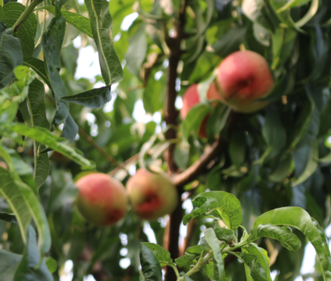 庭院里适合种什么果树