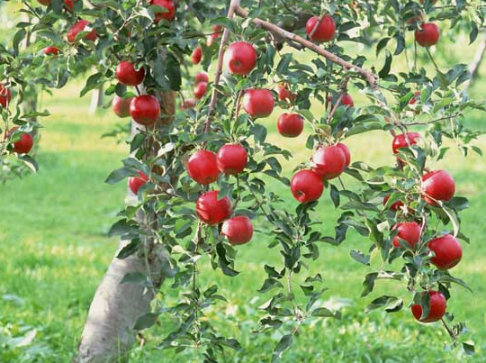 家里后院适合种什么树