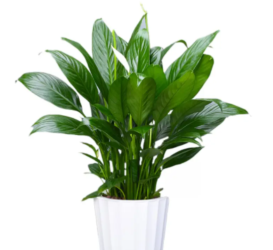 西阳台适合种什么植物