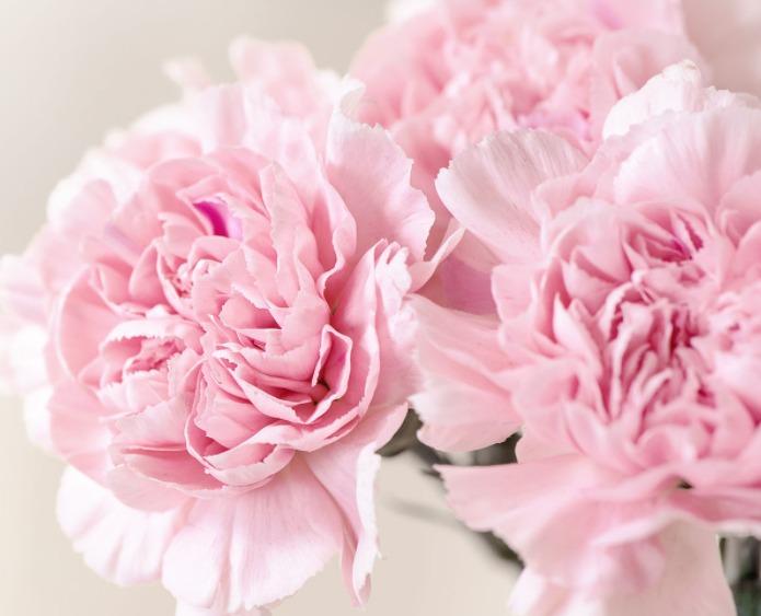 康乃馨适合什么时候种