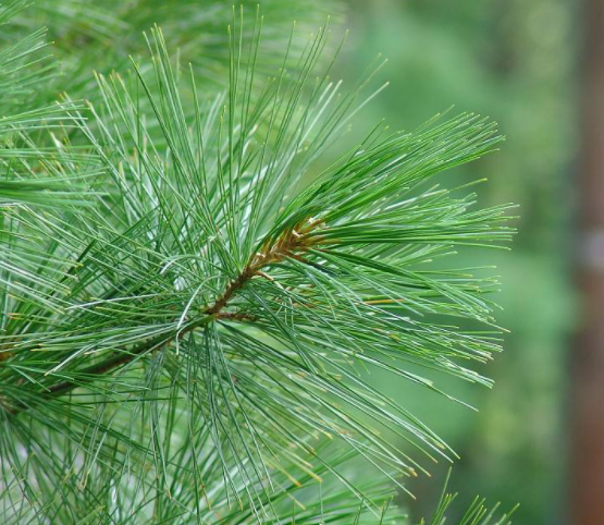 纯松针适合种什么花