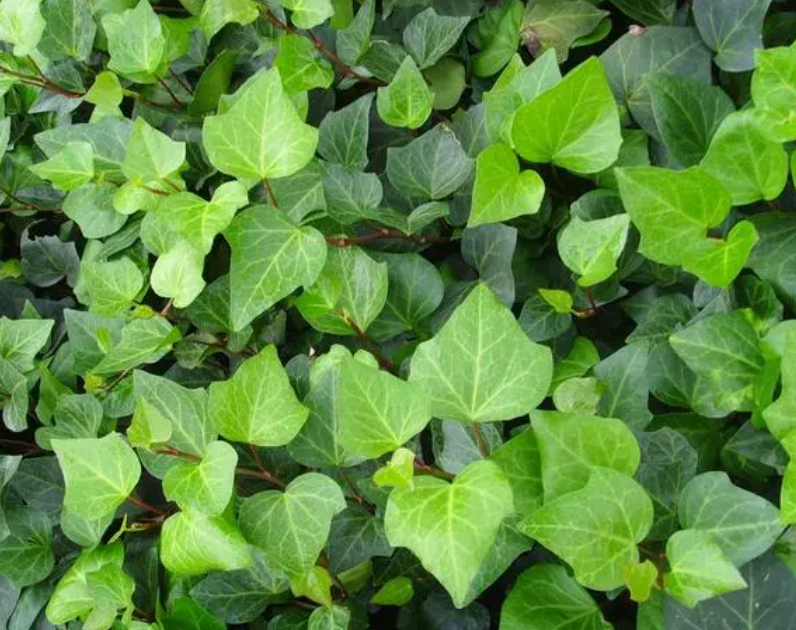 吸水石适合种什么植物