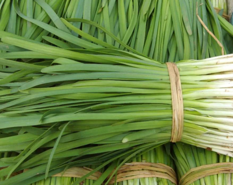 韭菜适合什么时候种