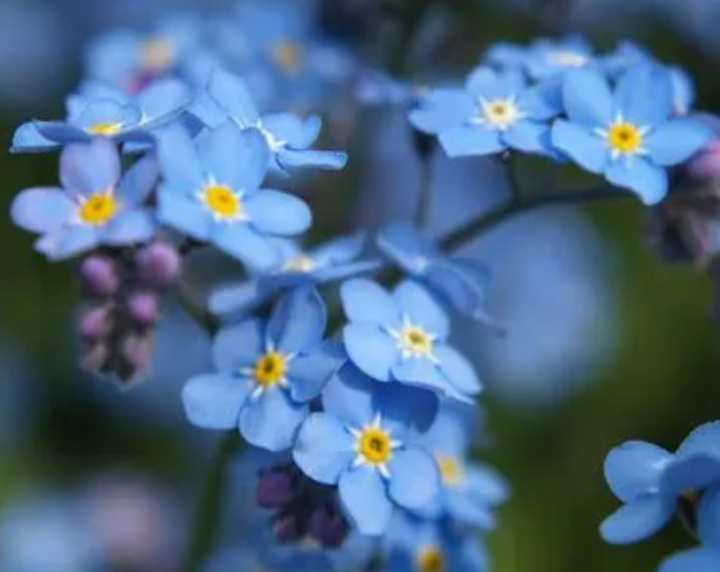 南方秋天适合种什么花