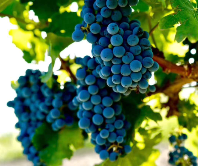 杨树林里适合种什么