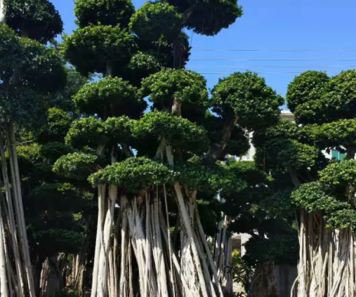 家里不适合种什么树