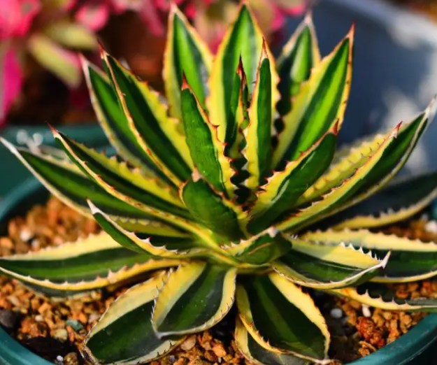 花适合种在什么地方