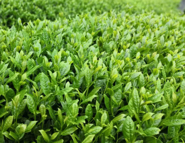 茶叶适合种在什么地方