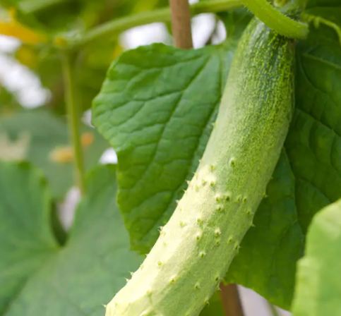 5月份适合种什么