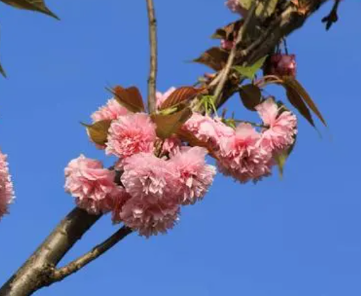 家庭院子适合种什么树